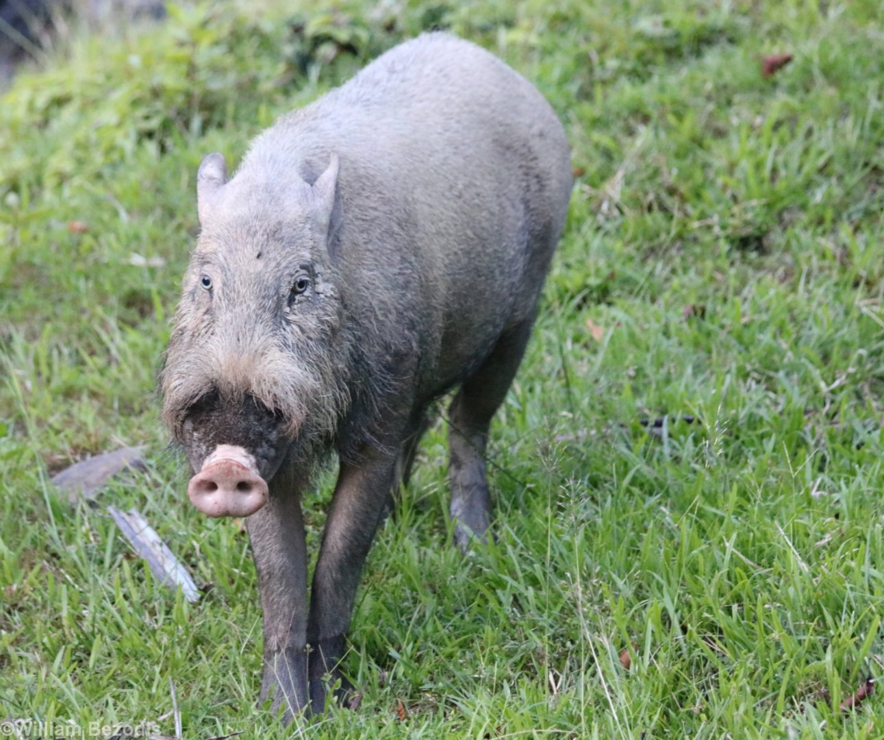 Bearded Pig - Danum Valley