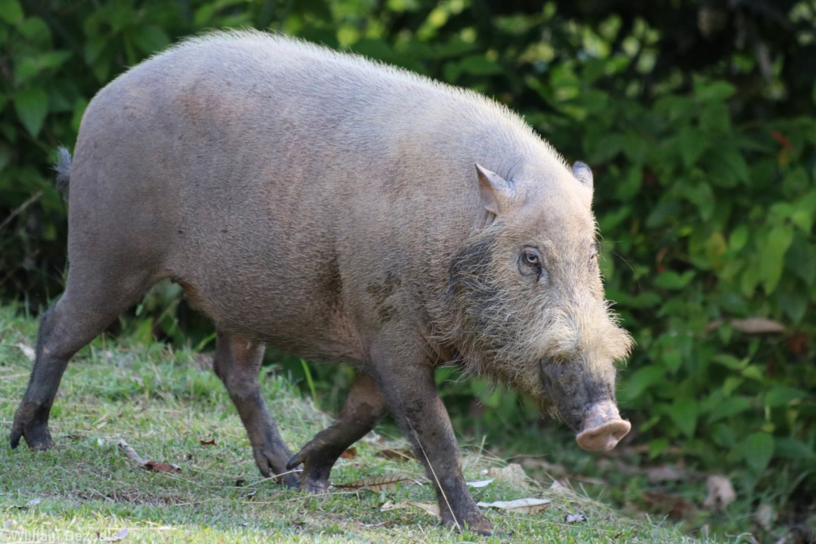 Bearded Pig - Danum Valley