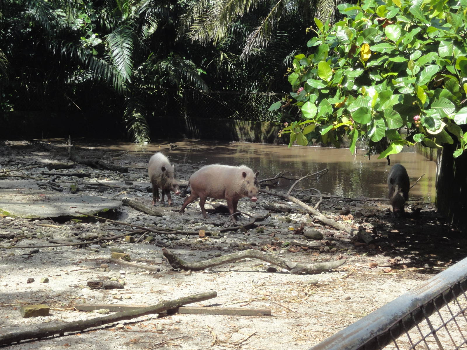 Bearded Pig Enclosure