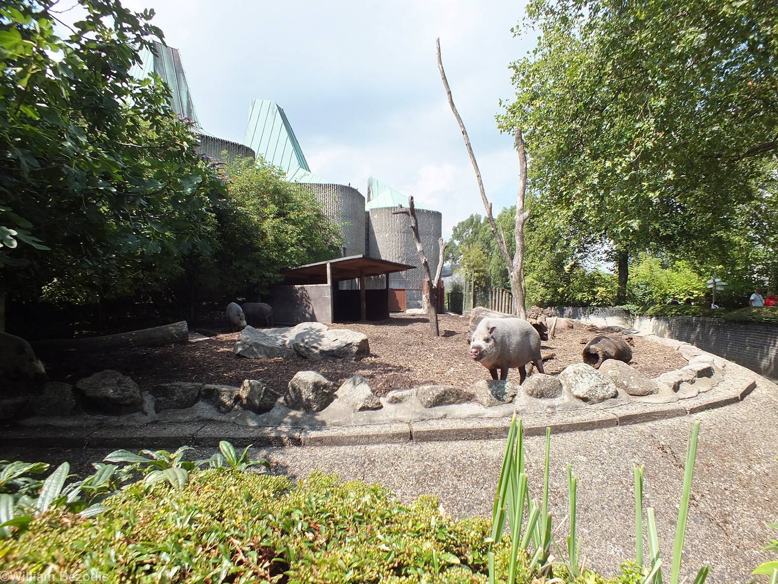 Bearded Pig Enclosure