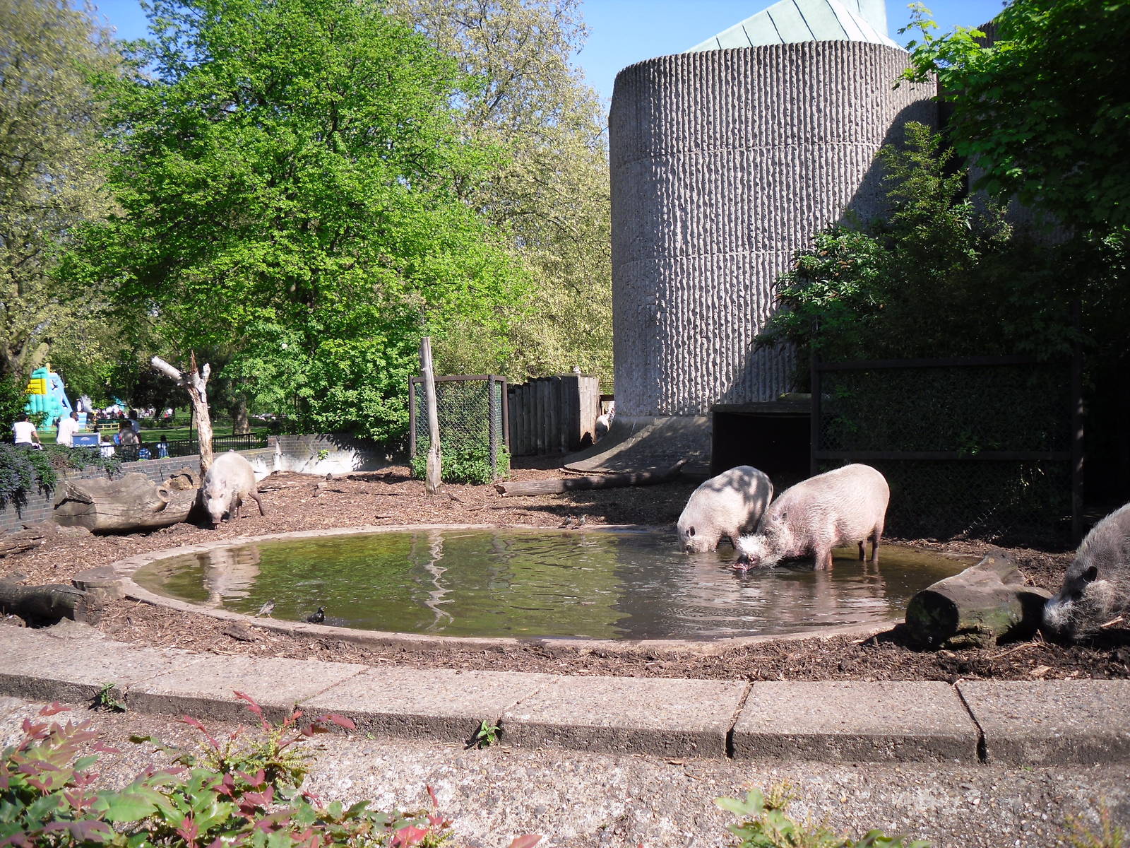 Bearded Pig enclosure