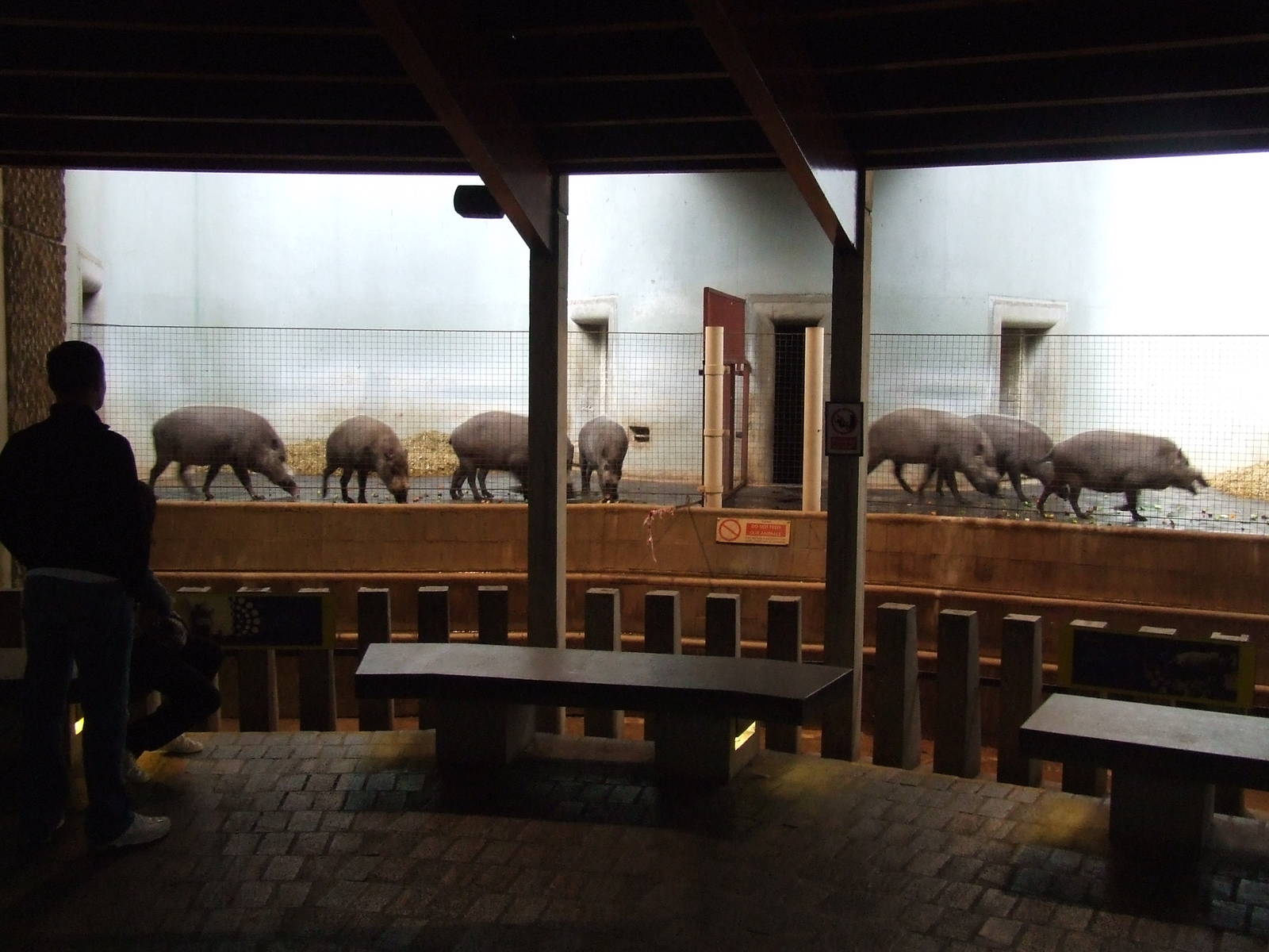 Bearded Pig herd, indoor holding area, Casson Pavilion