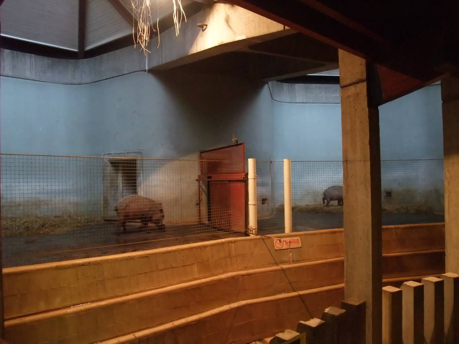Bearded Pig indoor quarters at London Zoo Jan 2009