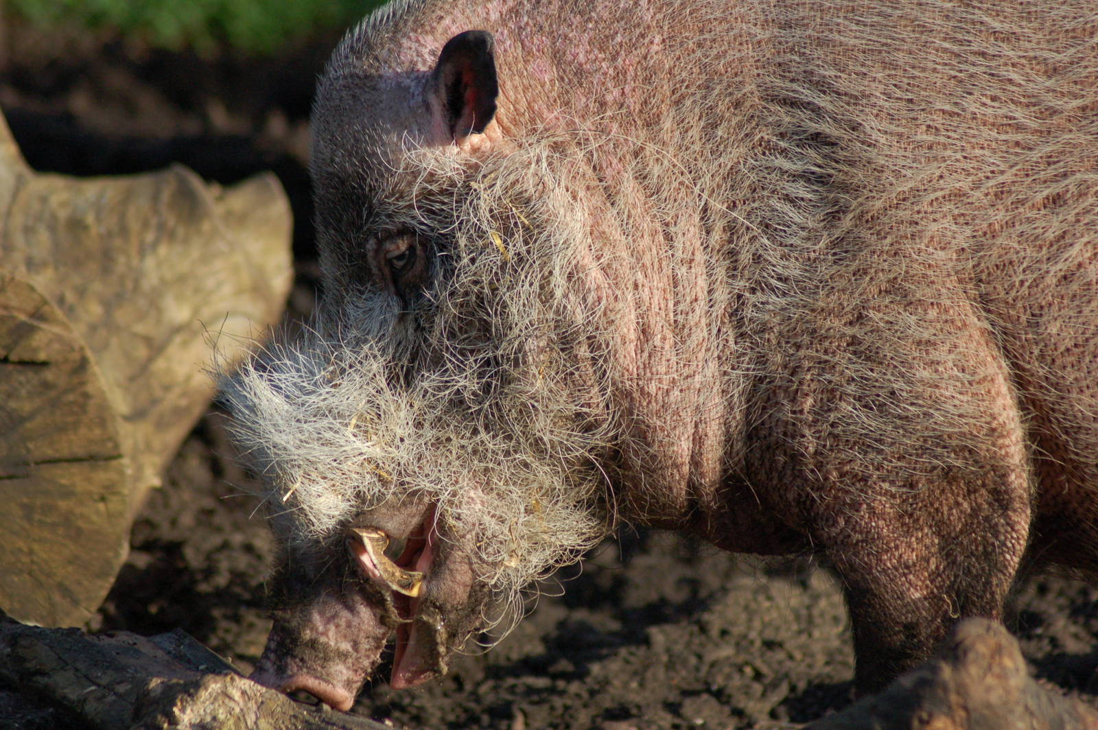 Bearded pig ( Note tusks)