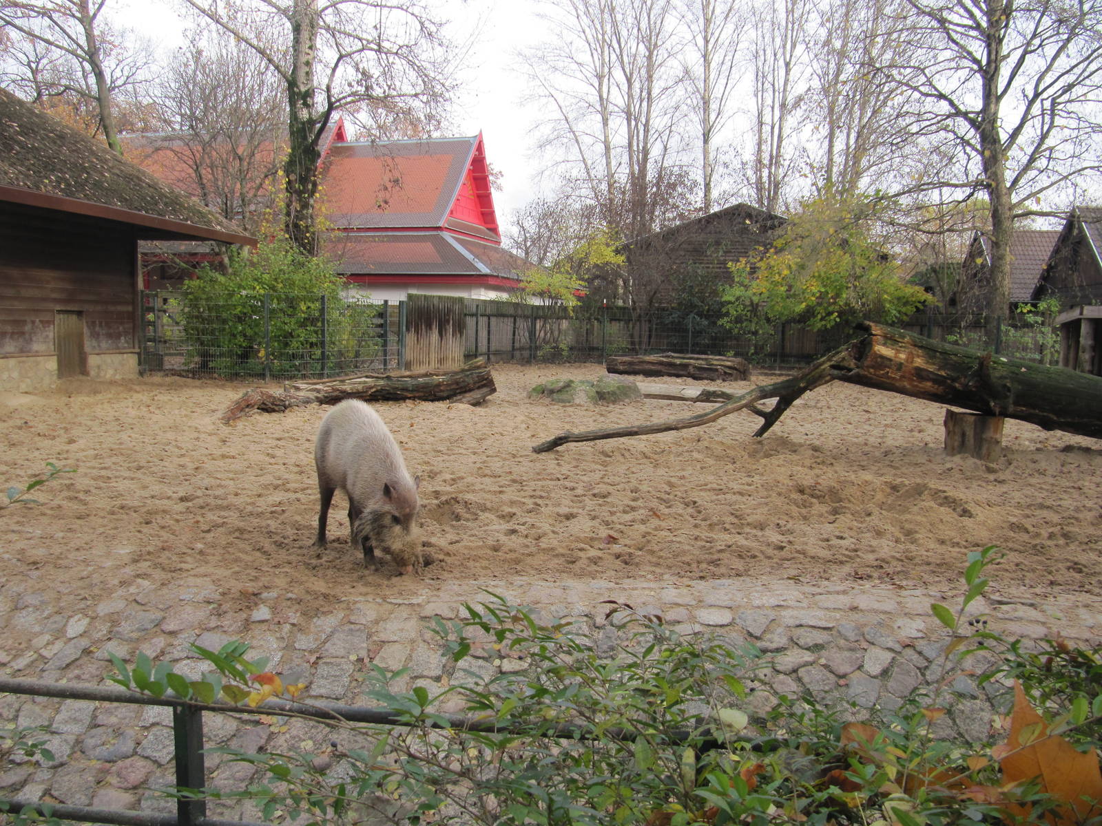 Bearded Pig nov 2010