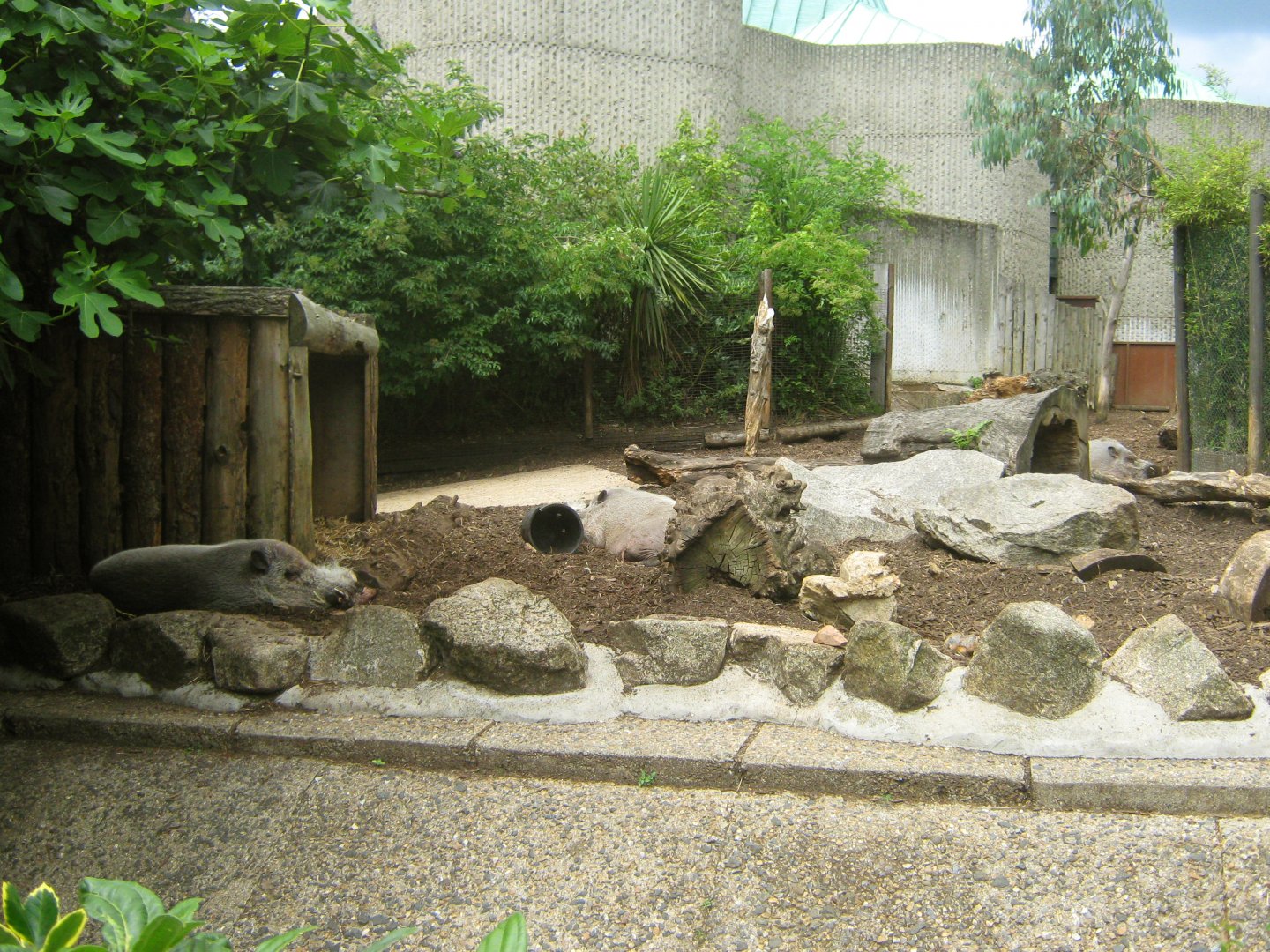 Bearded Pig Outdoor Exhibit