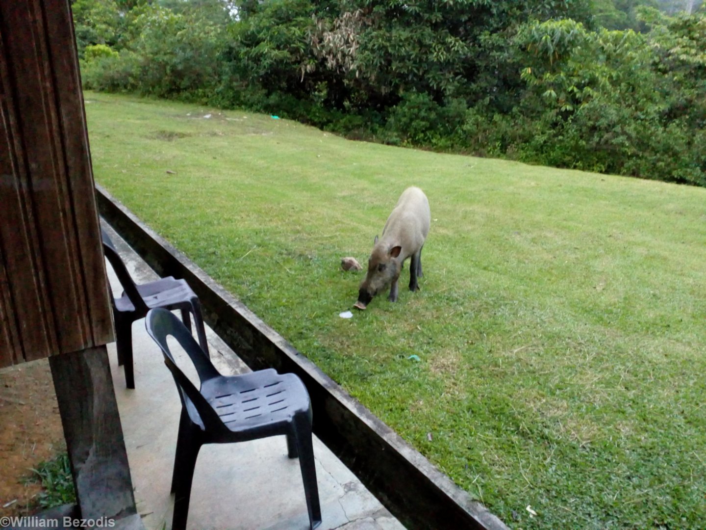 Bearded Pig Outside the Dorm - Danum Valley