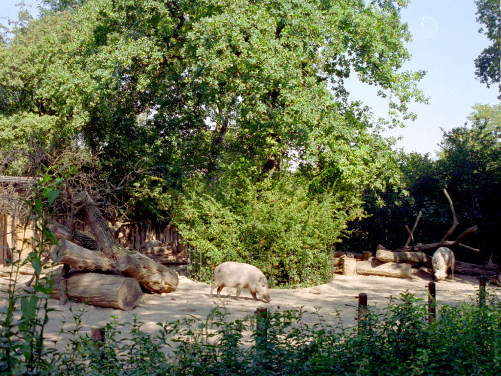 Bearded Pig paddock at Magdeburg 09/09/2005