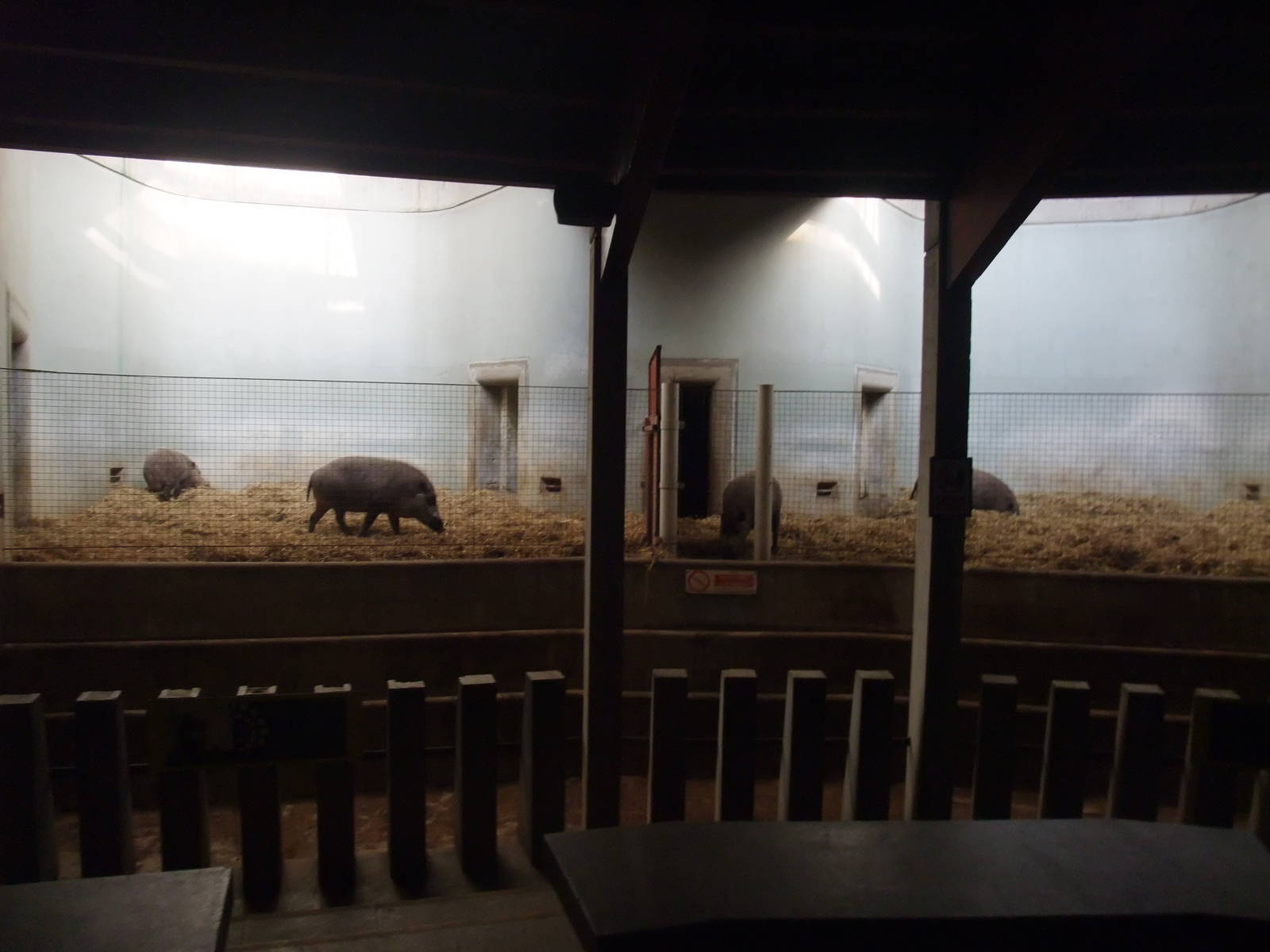 Bearded Pig Stalls at London, 16/11/11