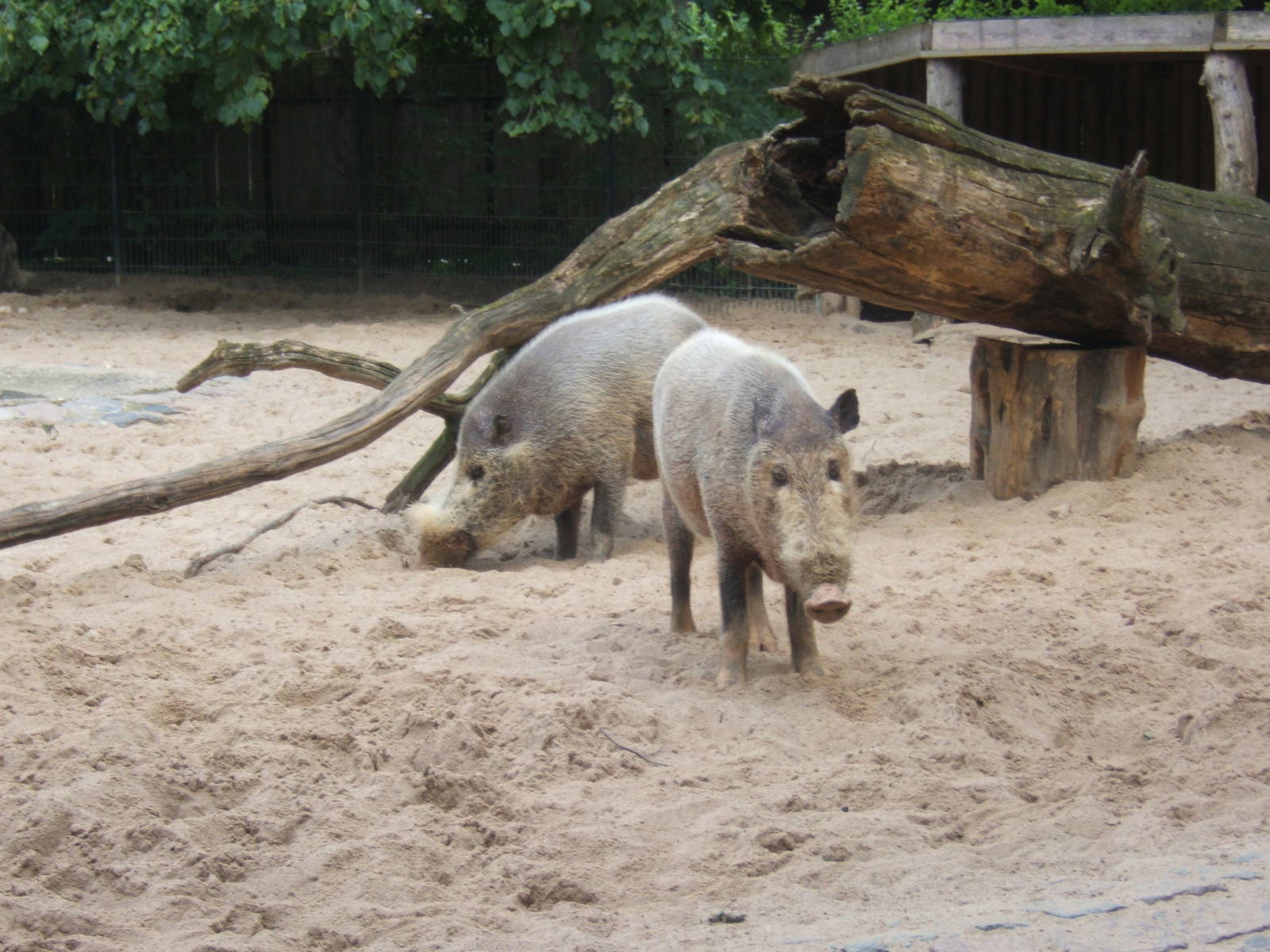 Bearded Pig (Sus barbatus barbatus)