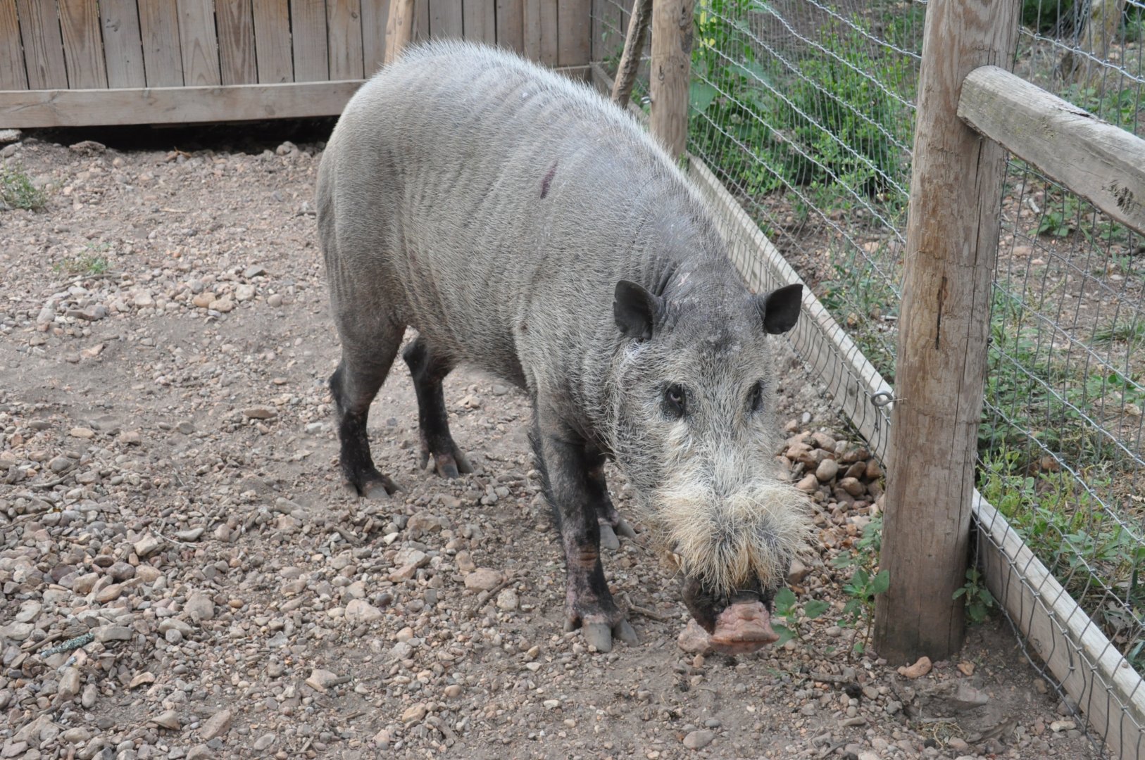 Bearded pig/ Sus barbatus barbatus