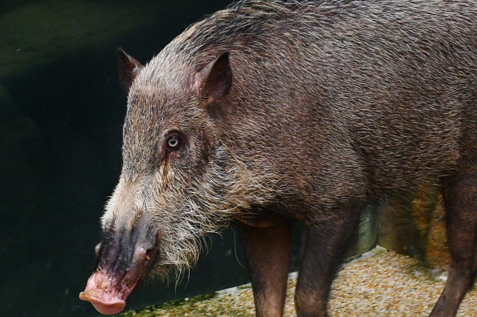 Bearded Pig (Sus barbatus oi)