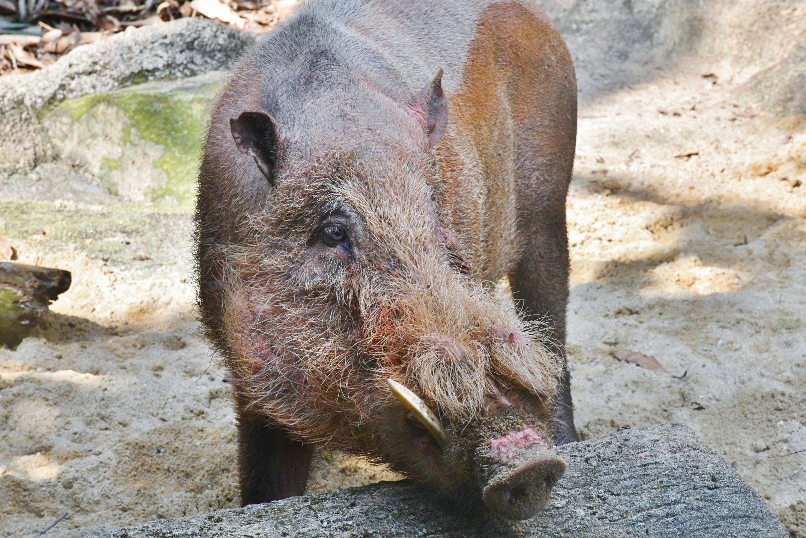 Bearded Pig (Sus barbatus oi)