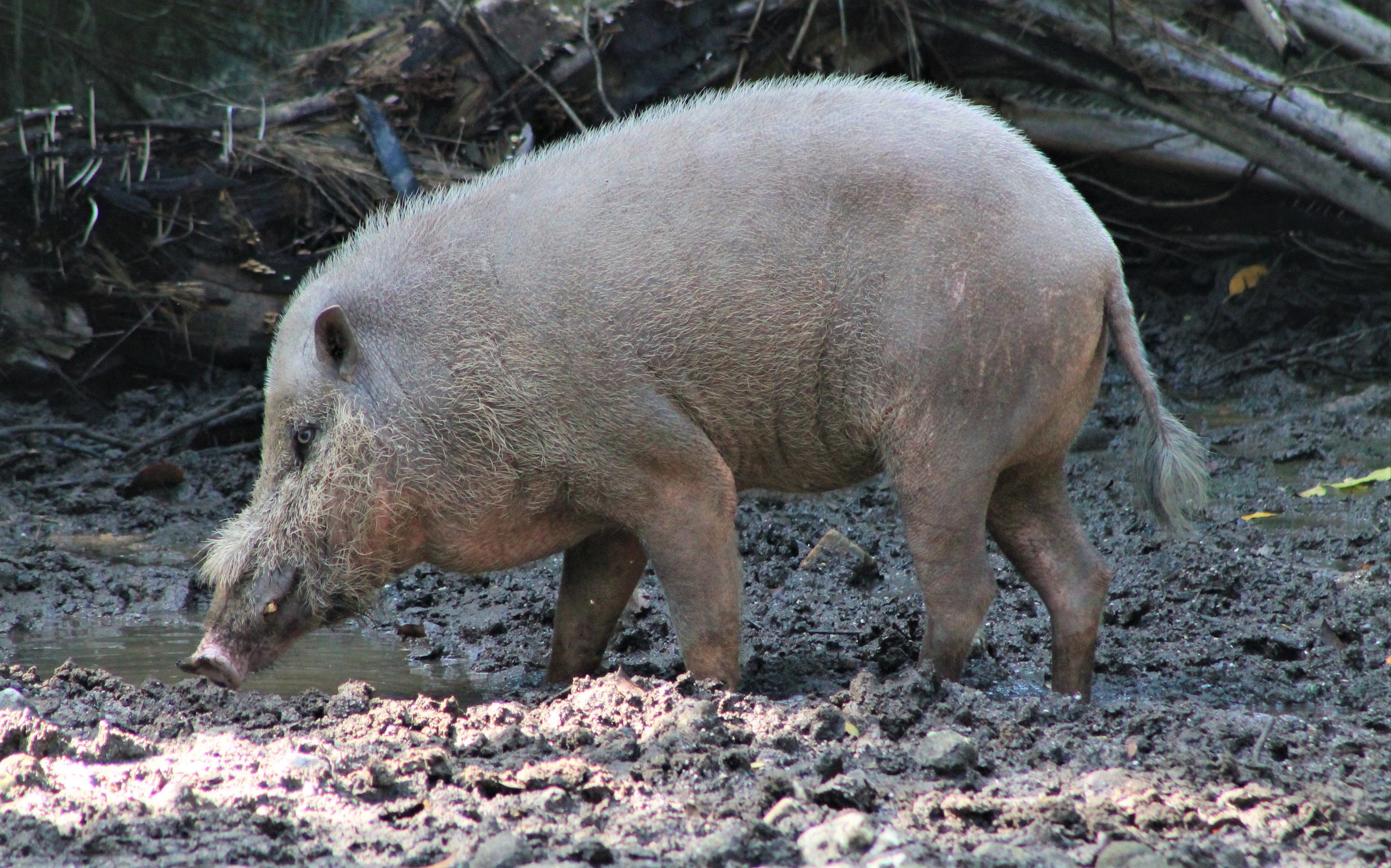 Bearded Pig (Sus barbatus)