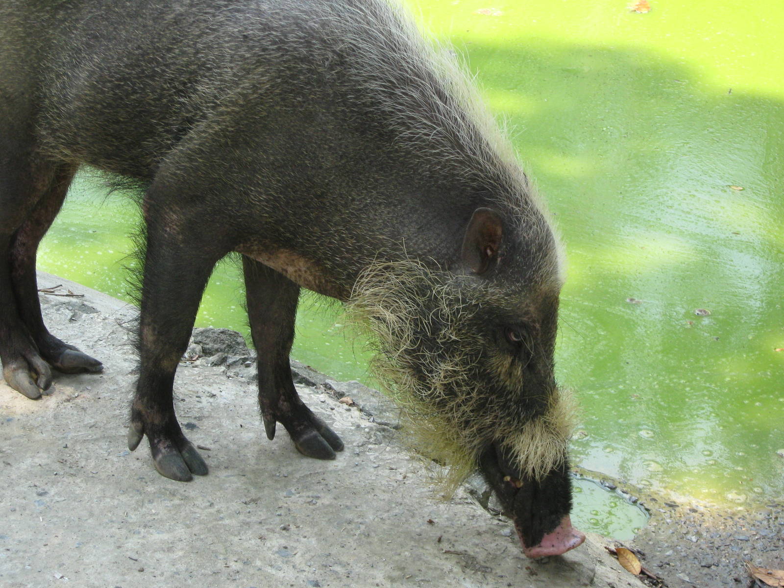 bearded pig (Sus barbatus)