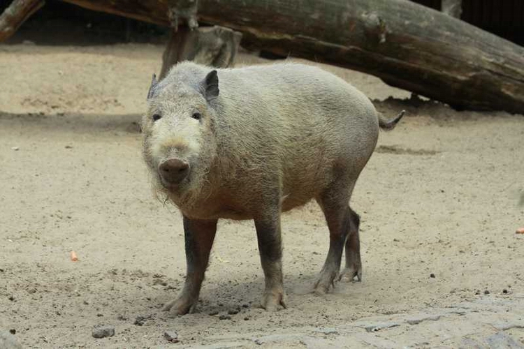 Bearded Pig