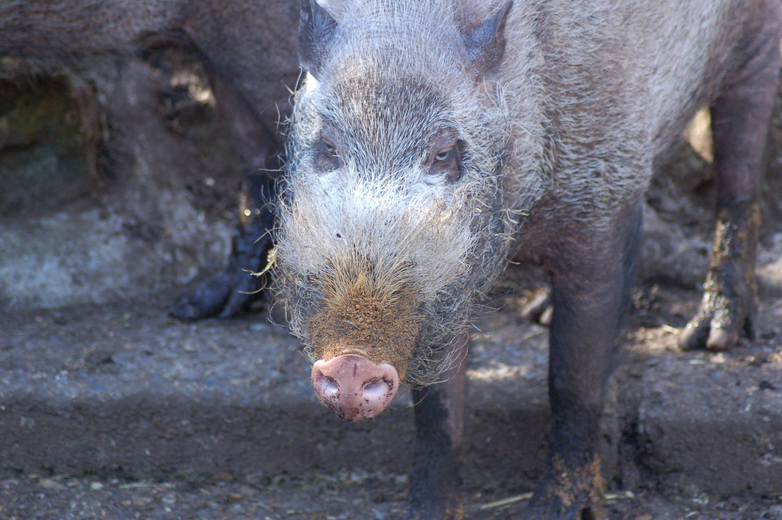 Bearded pig