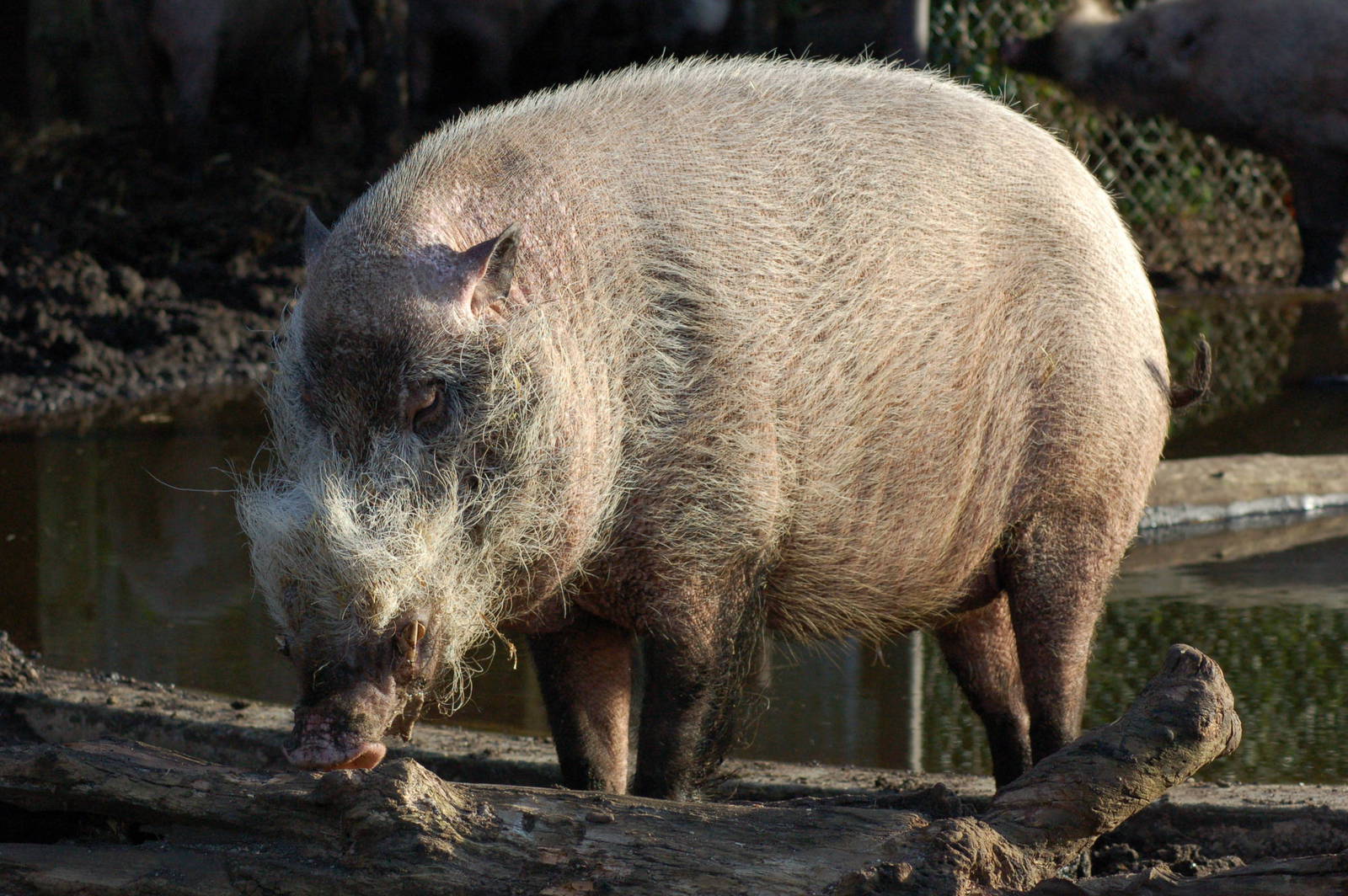 Bearded pig