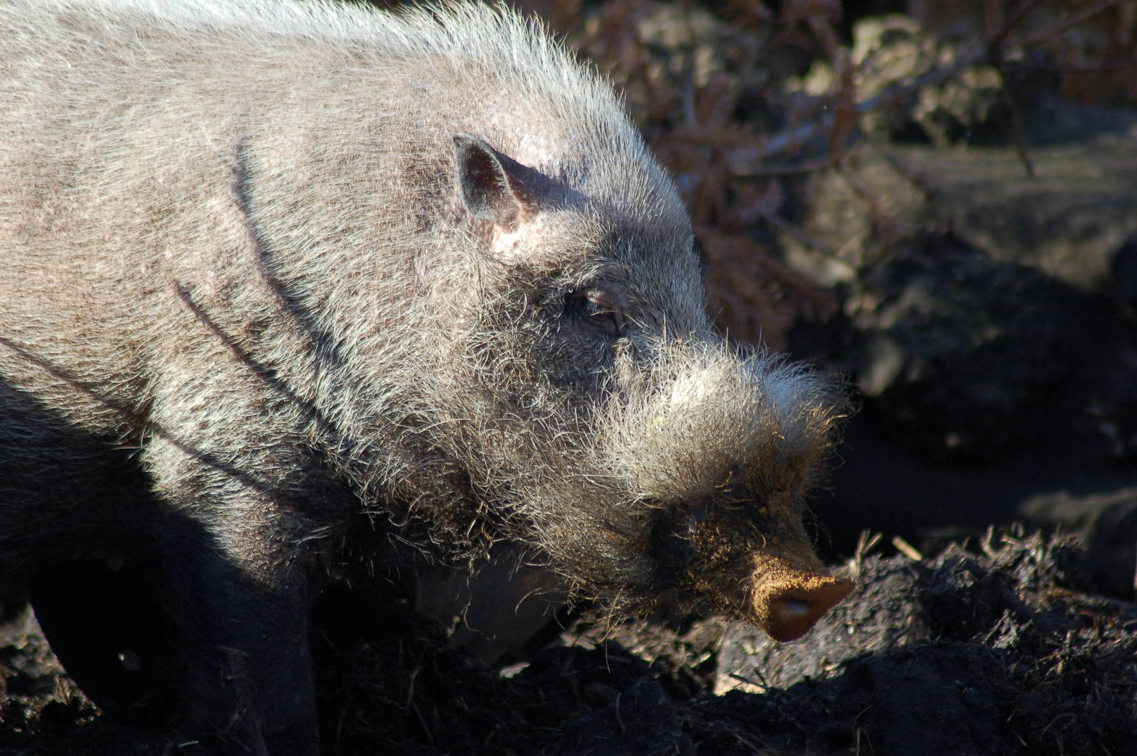 Bearded Pig