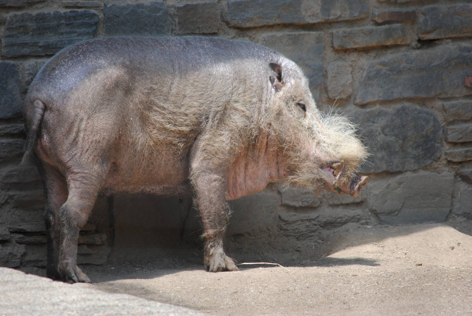 Bearded Pig