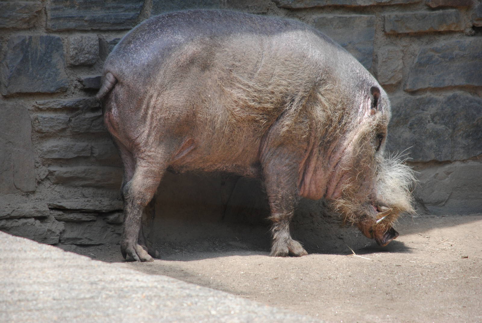 Bearded Pig