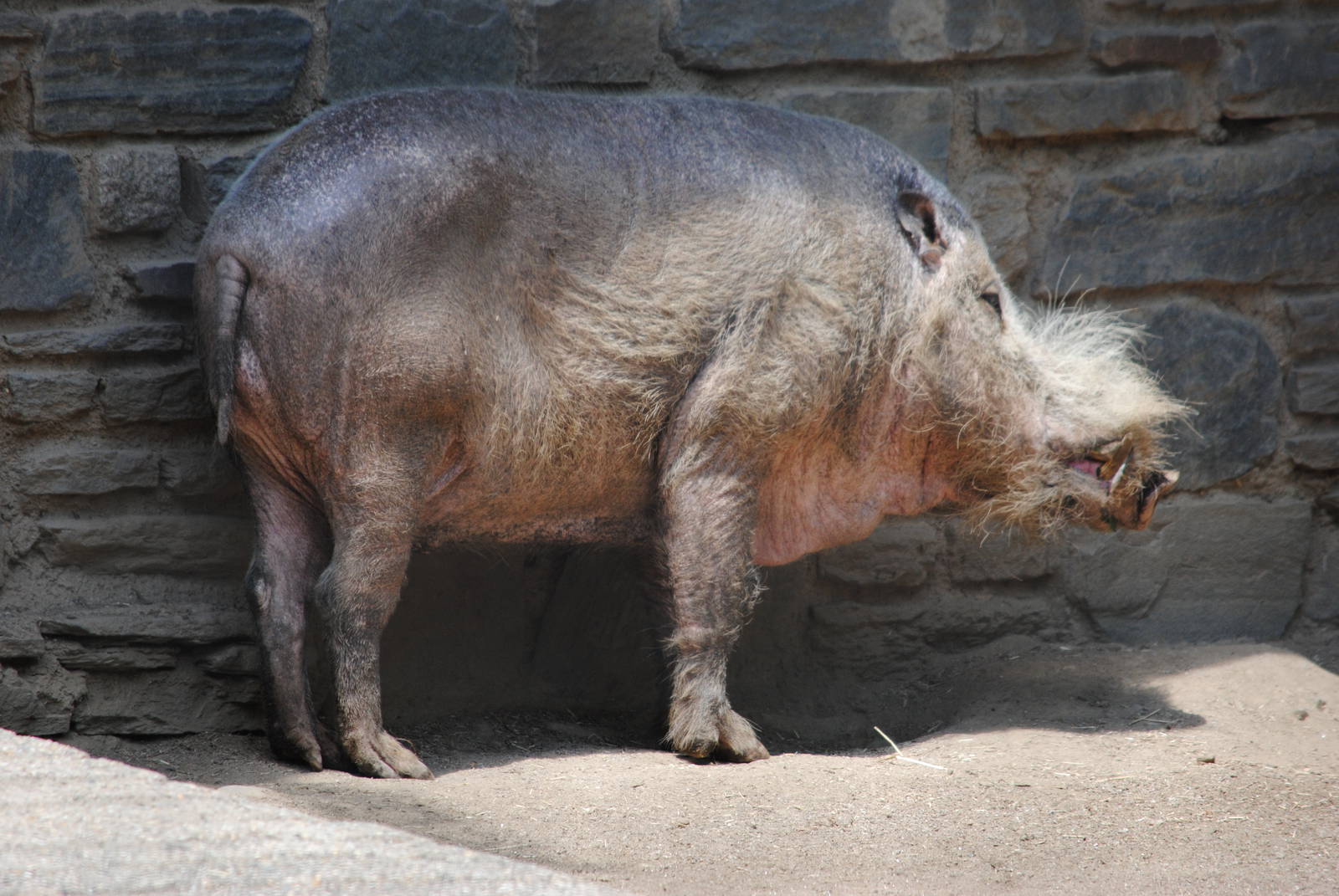 Bearded Pig