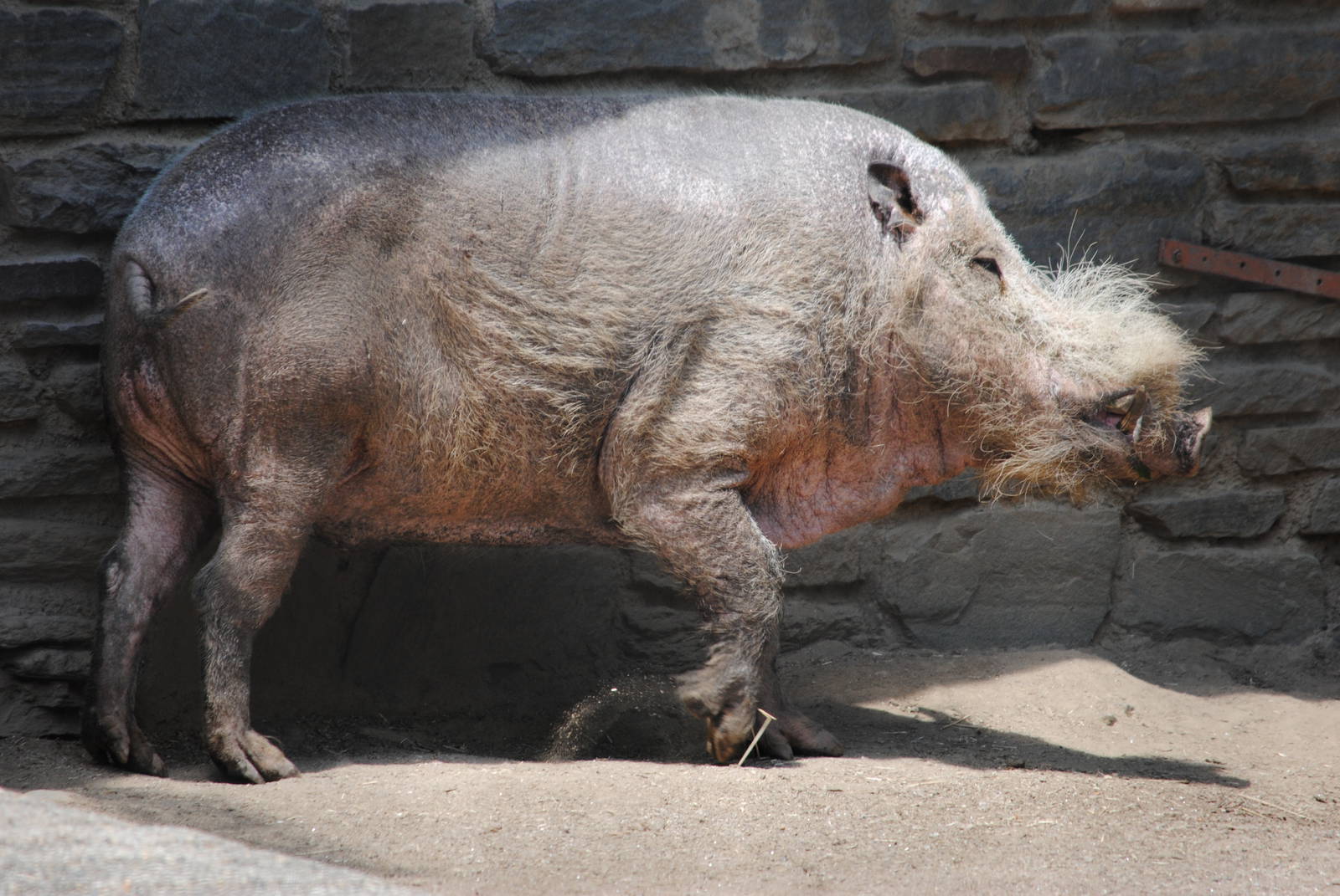 Bearded Pig