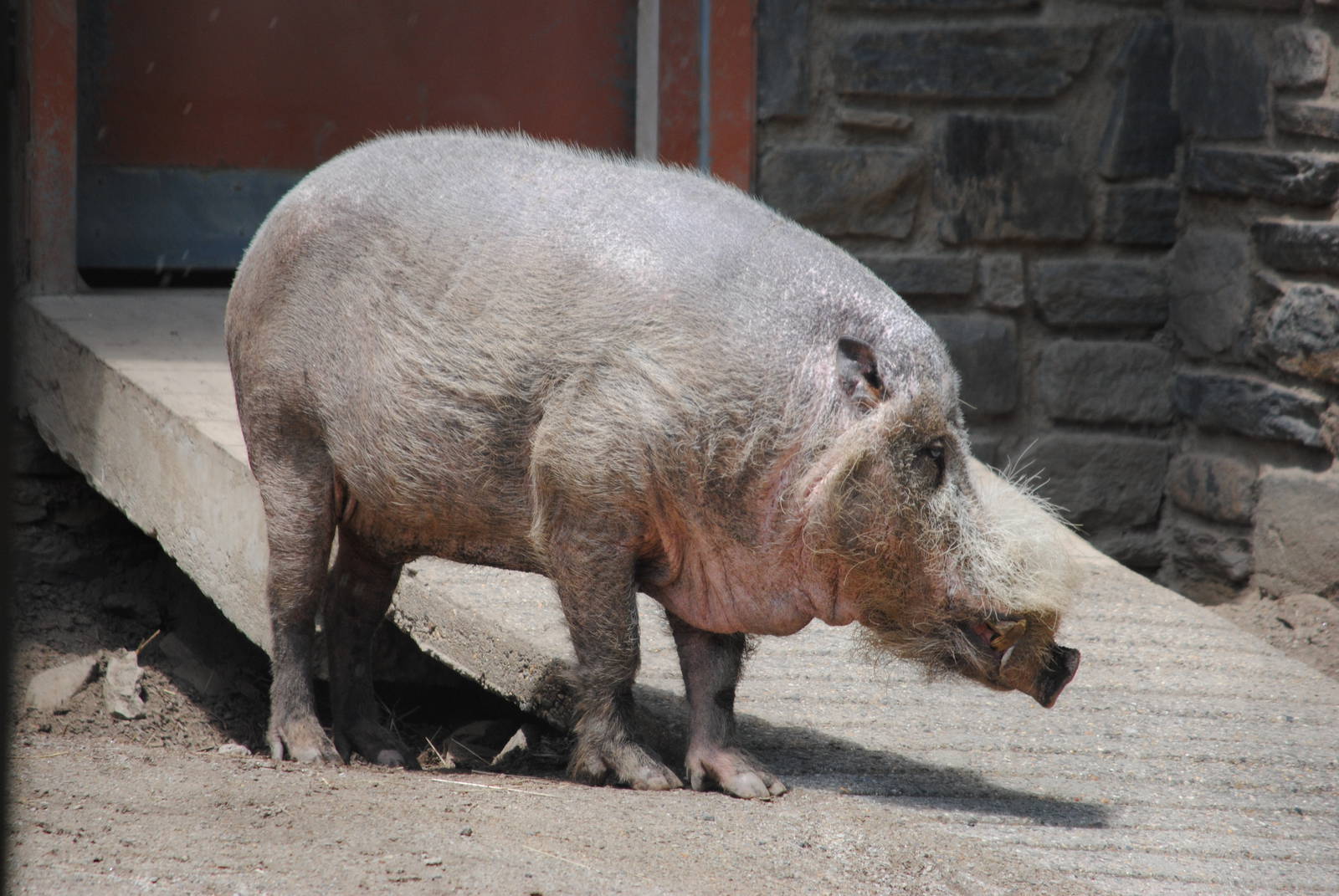 Bearded Pig