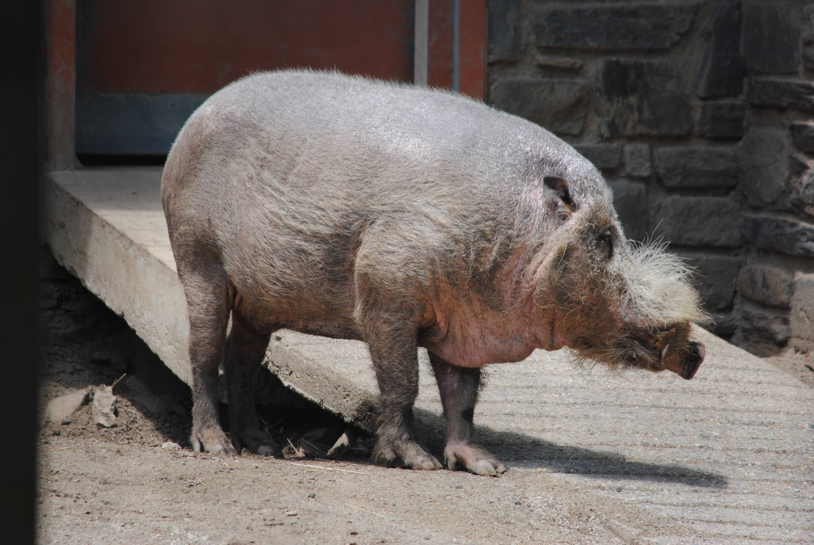 Bearded Pig