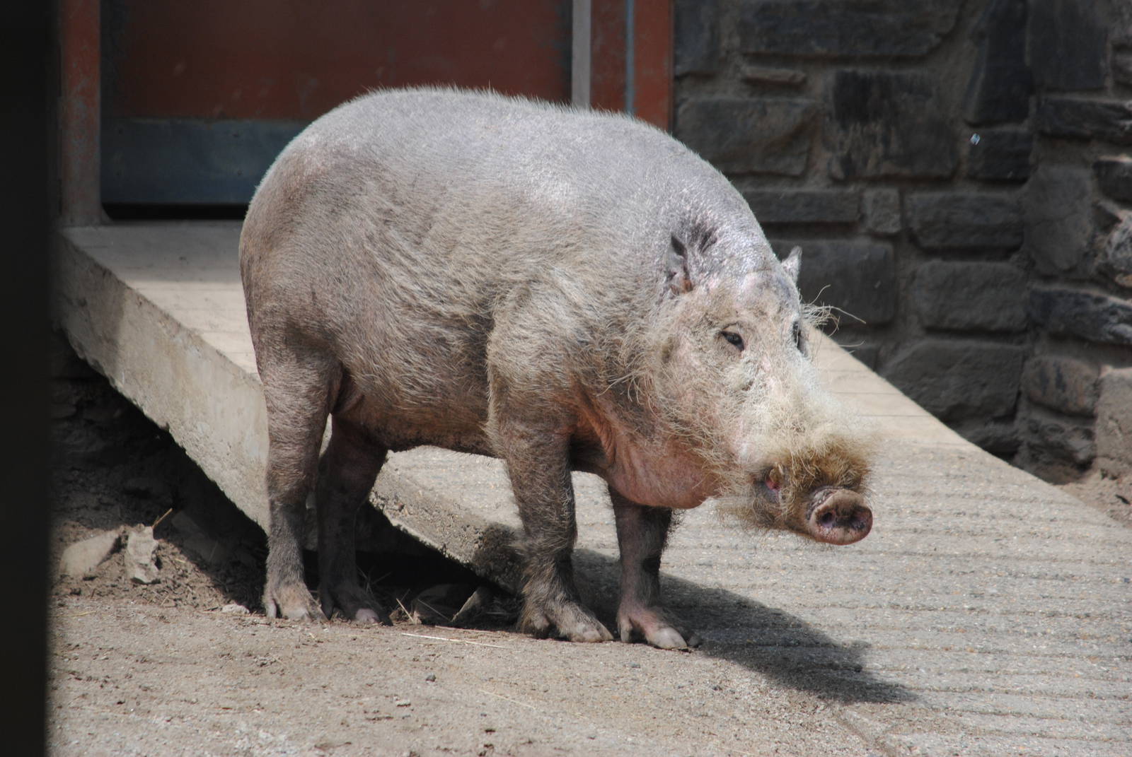 Bearded Pig