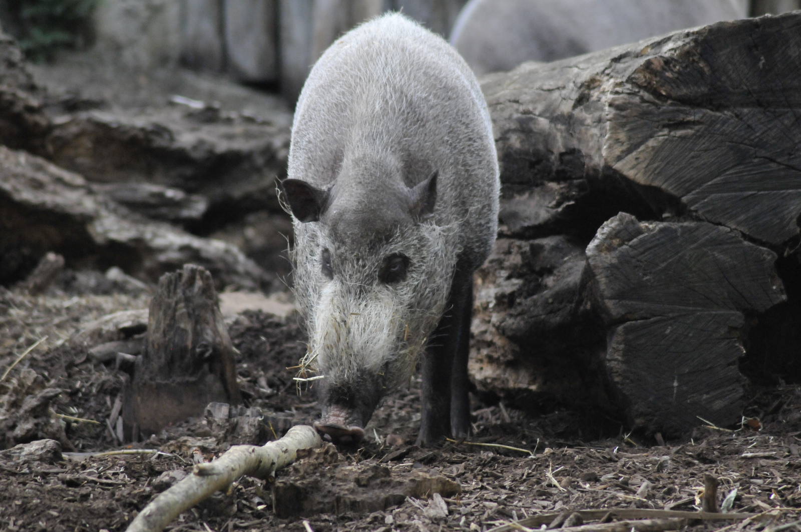 bearded pig
