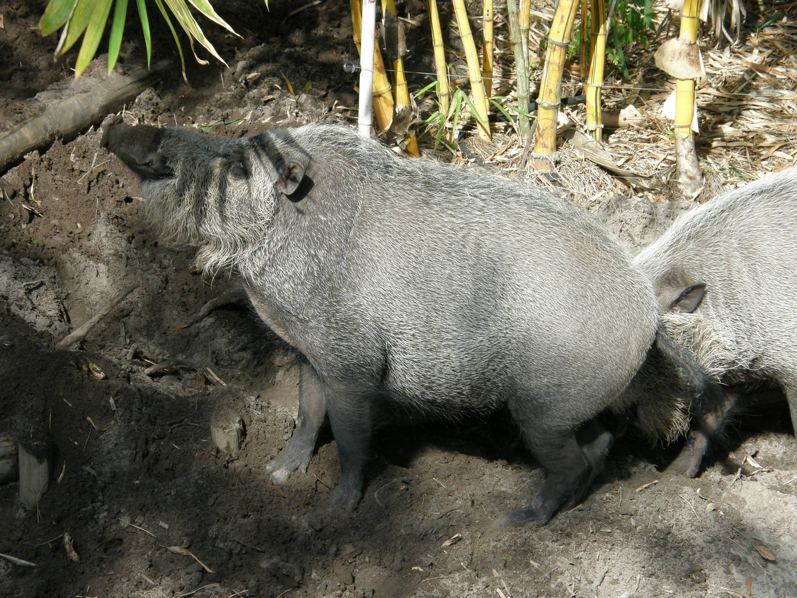 bearded pig