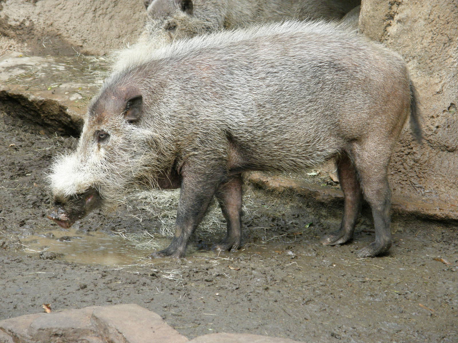 bearded pig