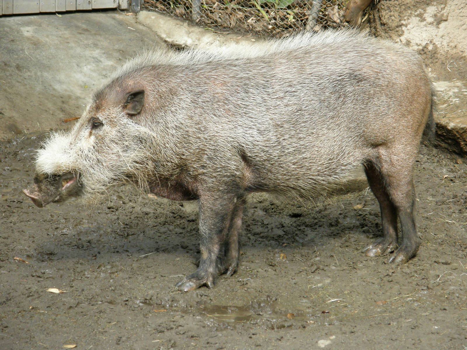 bearded pig