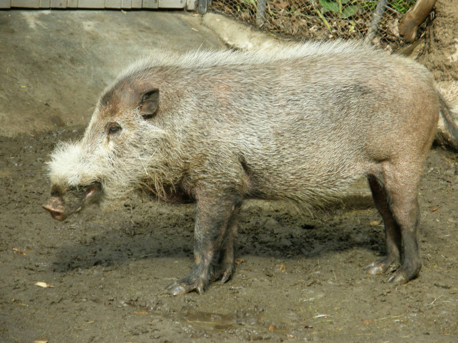 bearded pig