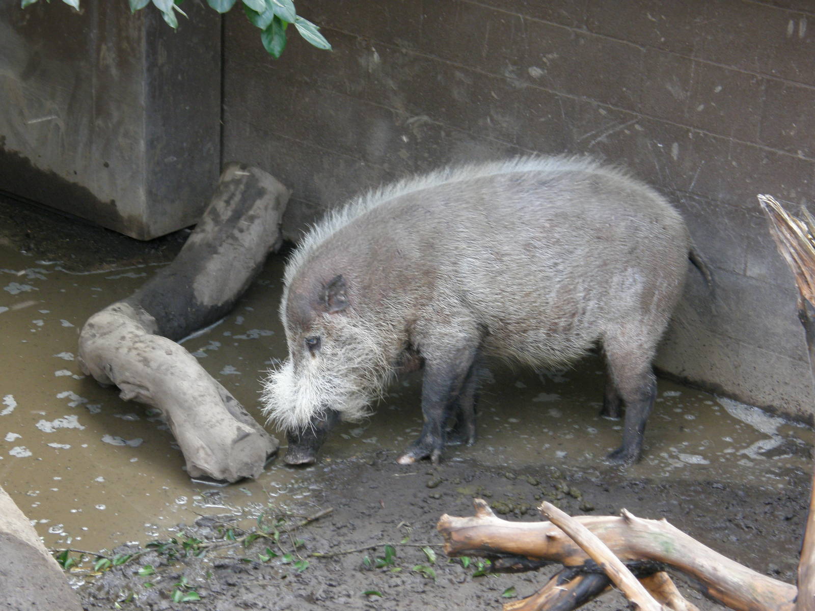 bearded pig