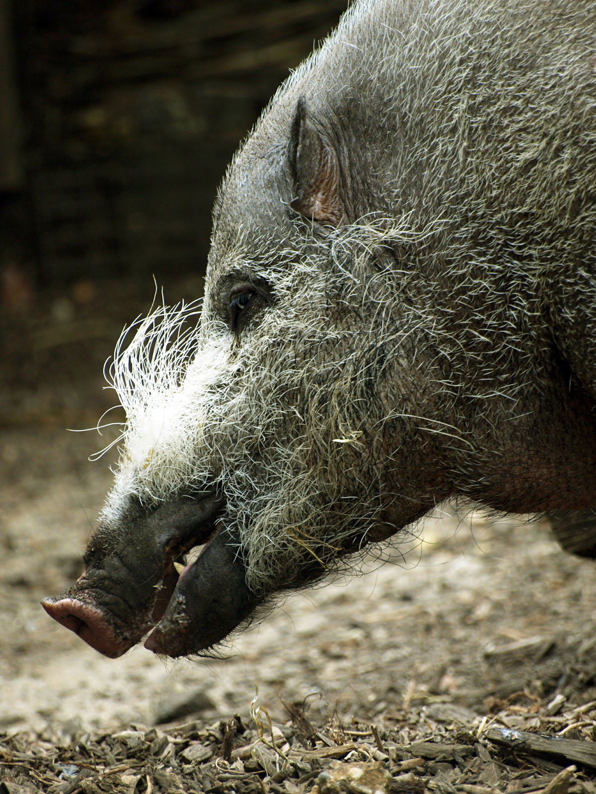 Bearded pig