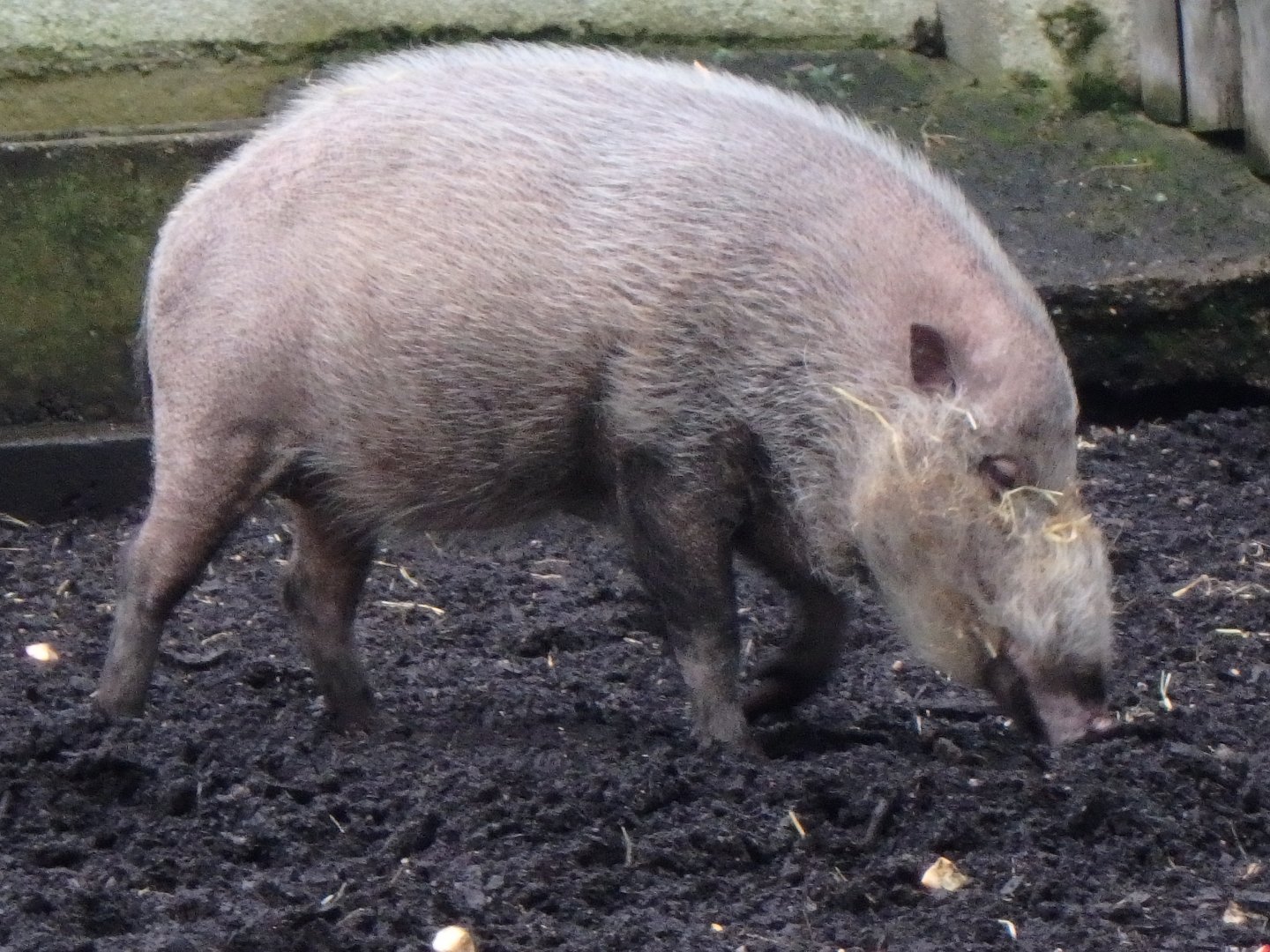 Bearded pig
