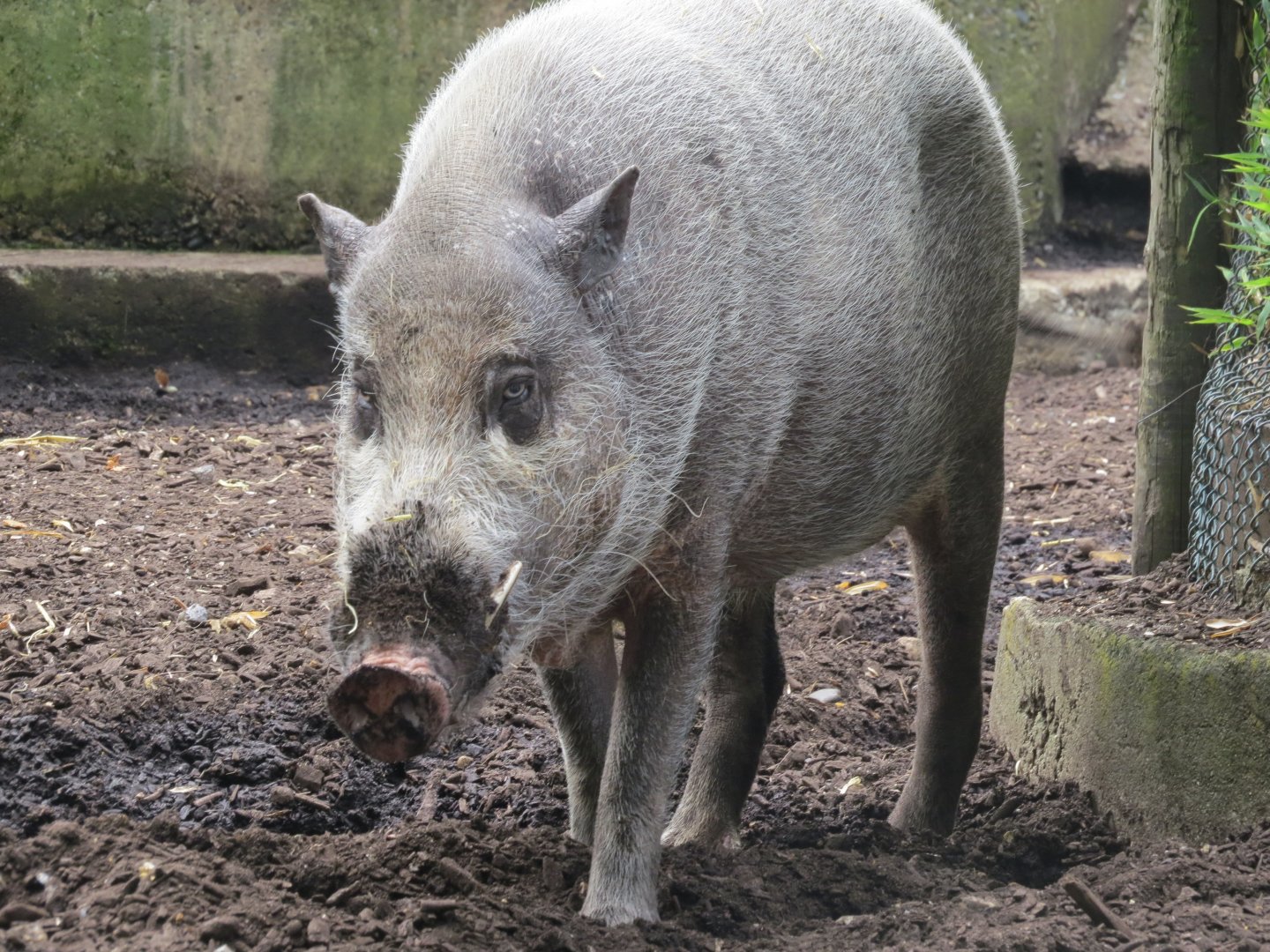 bearded pig