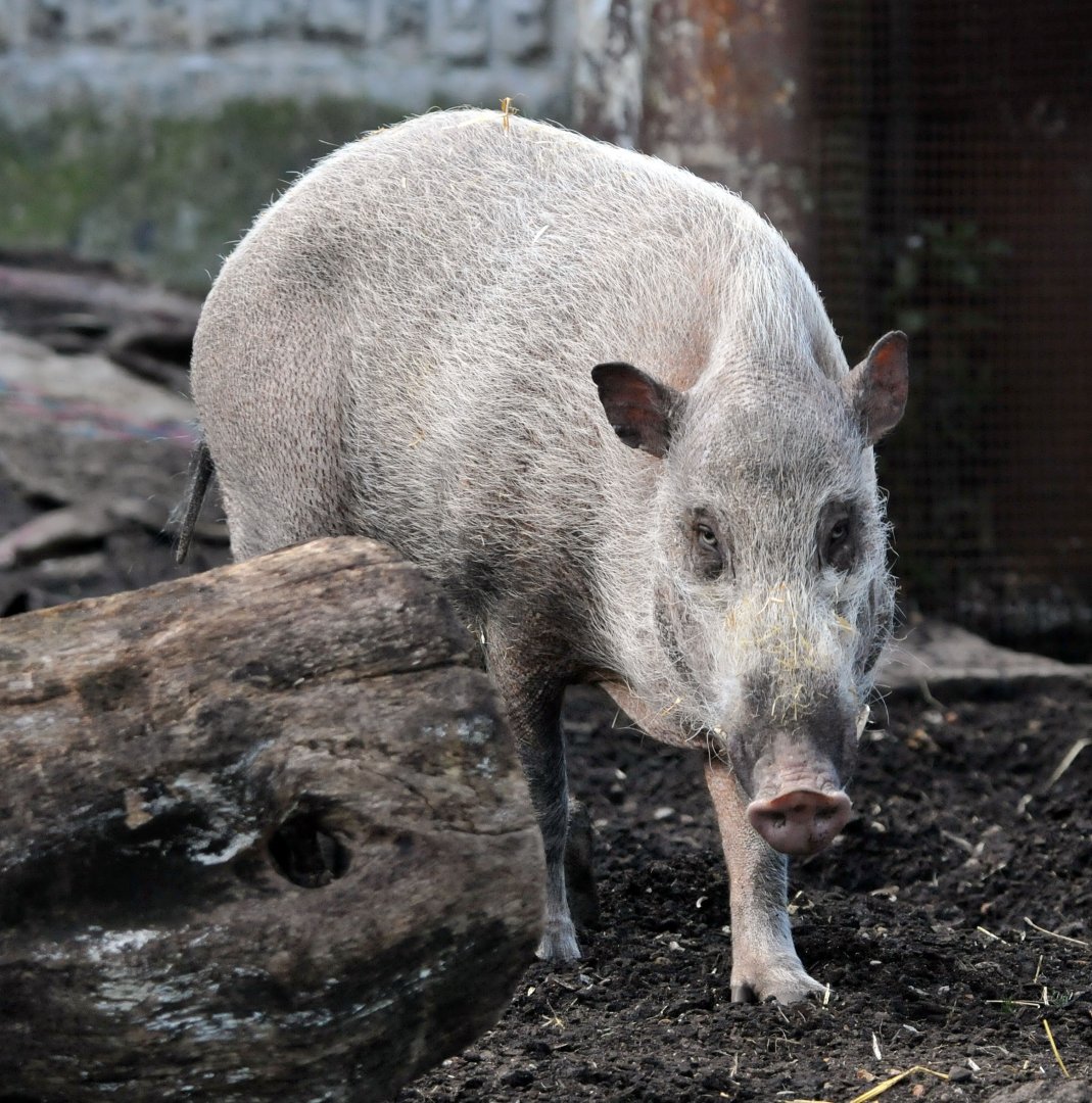 Bearded pig