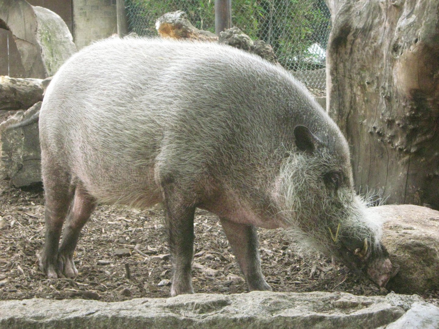 Bearded Pig