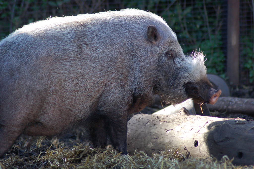 Bearded Pig