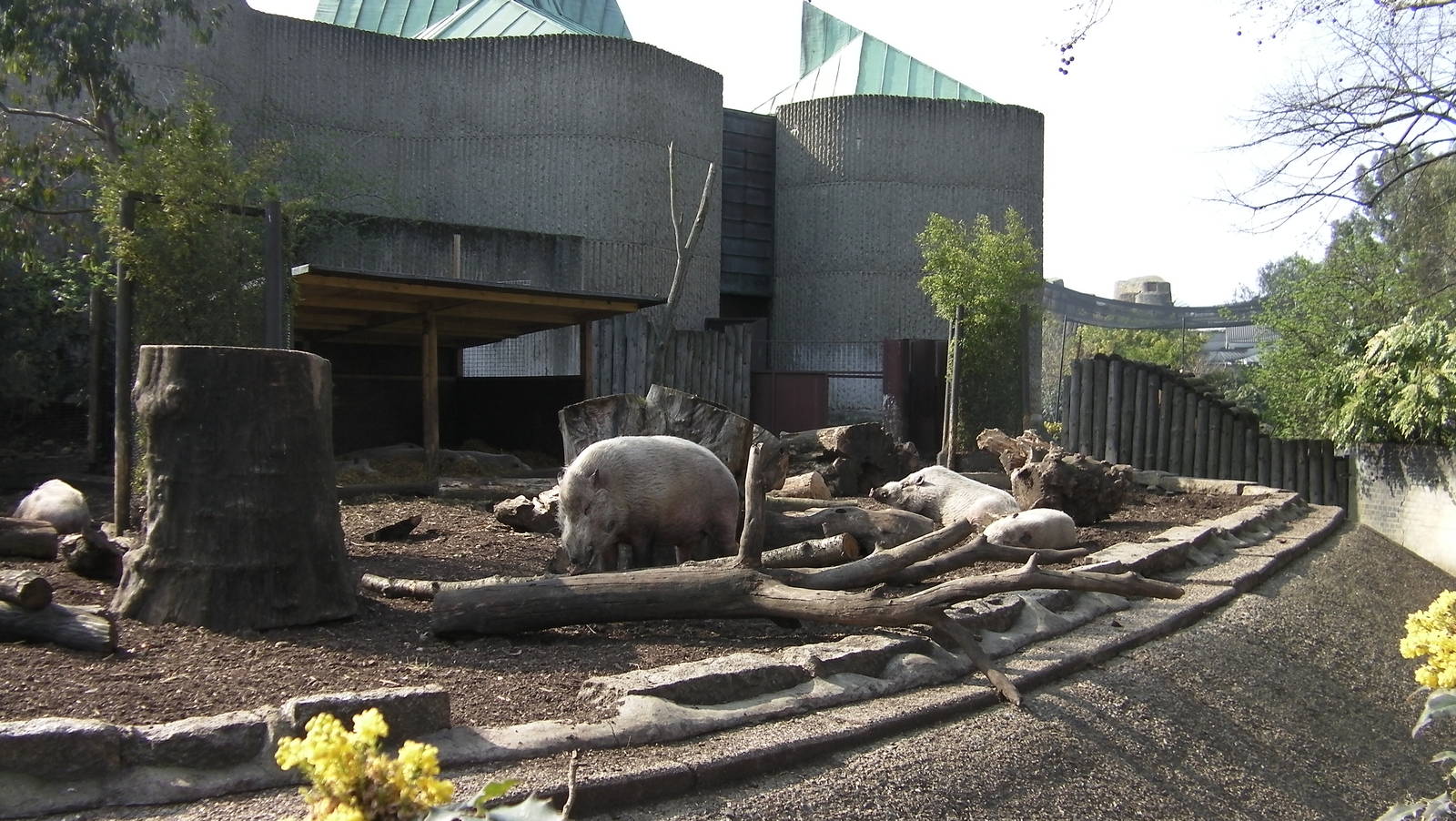 Bearded Pigs - 24.03.2012