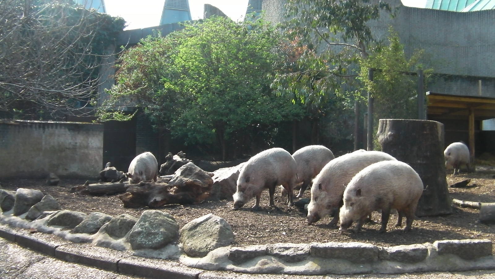 Bearded Pigs - 24.03.2012