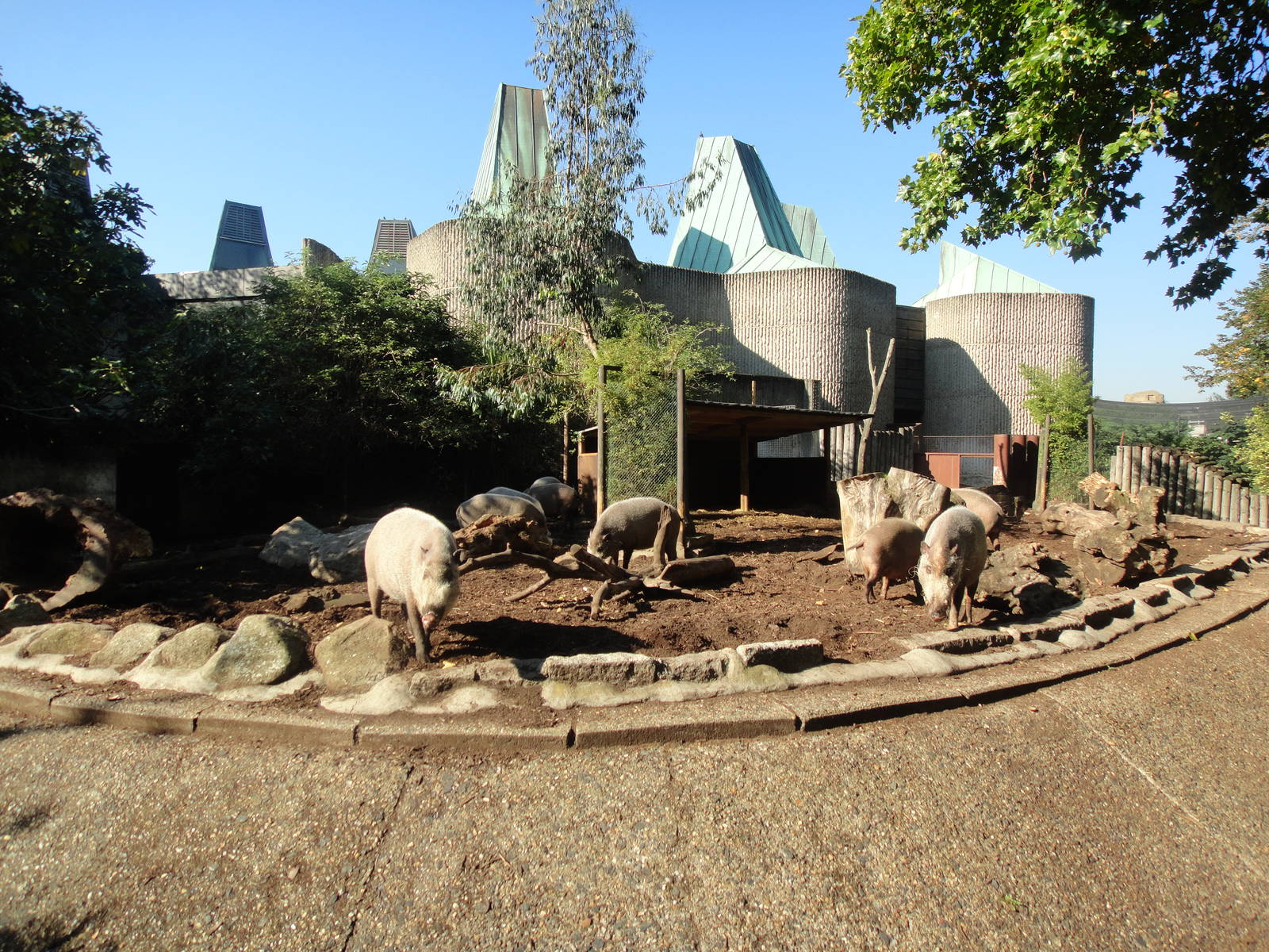 Bearded Pigs at London Zoo