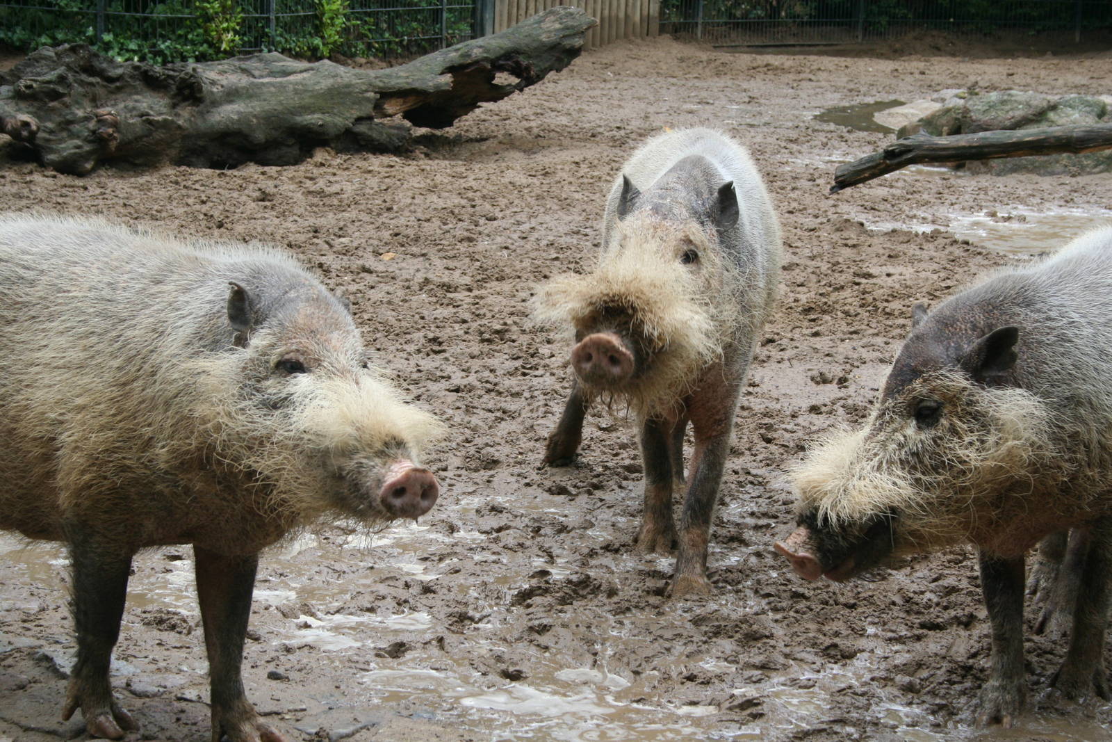 Bearded pigs - Berlin -  July 08