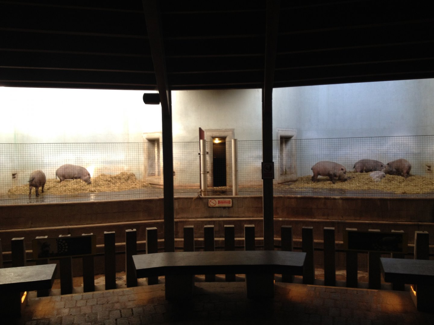 Bearded Pigs in the Casson Pavilion