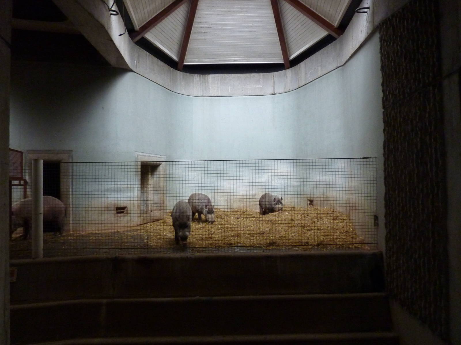 Bearded pigs in the Casson