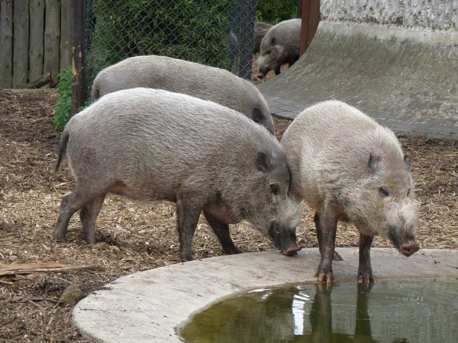 Bearded pigs
