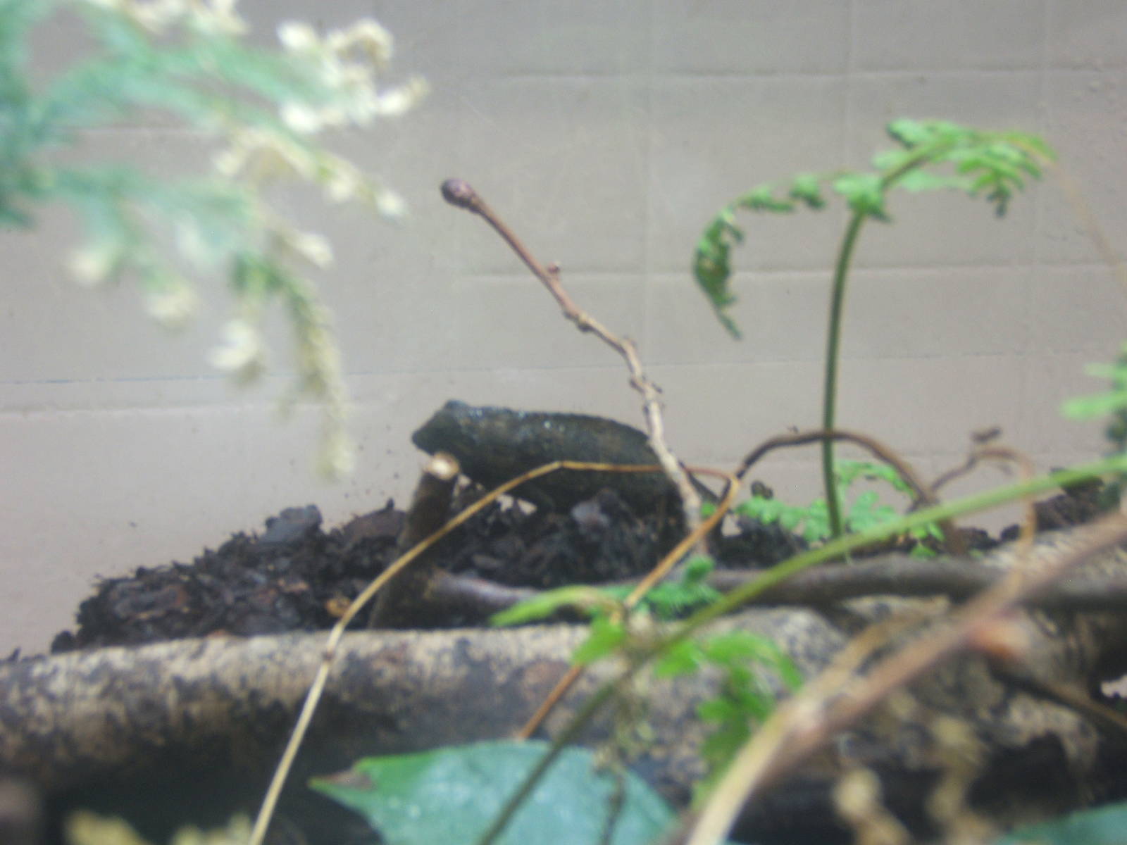 Bearded Pygmy Chameleon (Rieppeleon brevicaudatus)